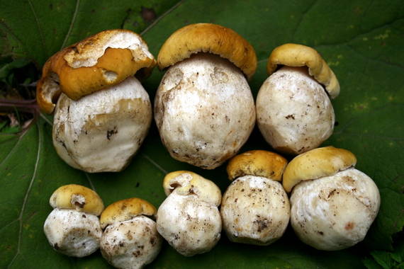 hríb smrekový Boletus edulis Bull.