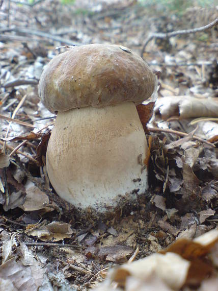 dubak3 Boletus reticulatus Schaeff.