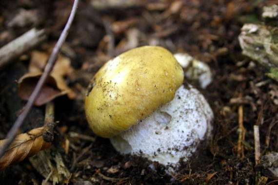 hríb Boletus sp.