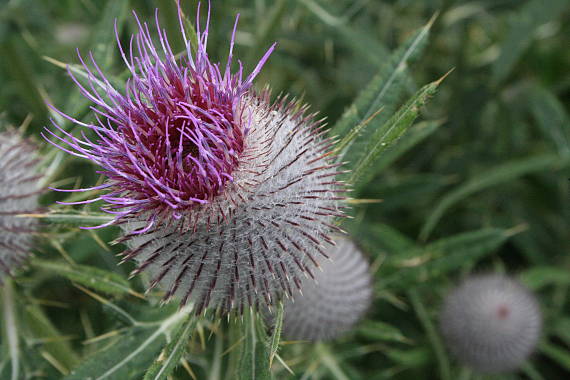 pichliač bielohlavý Cirsium eriophorum (L.) Scop.