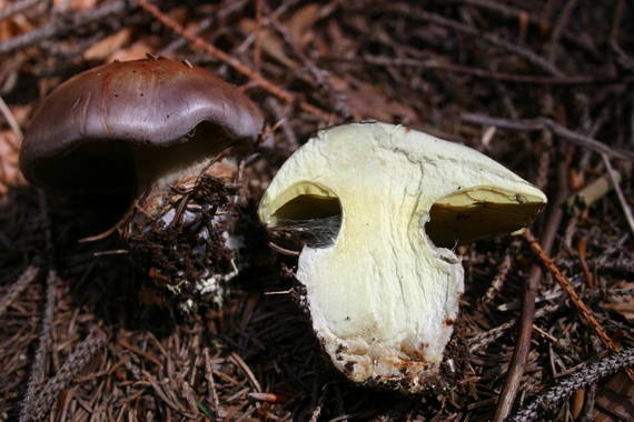 pavučinovec Cortinarius sp.