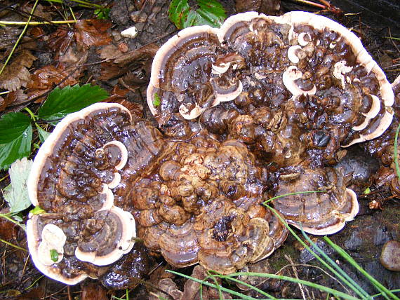 lesklokôrovka  Ganoderma sp