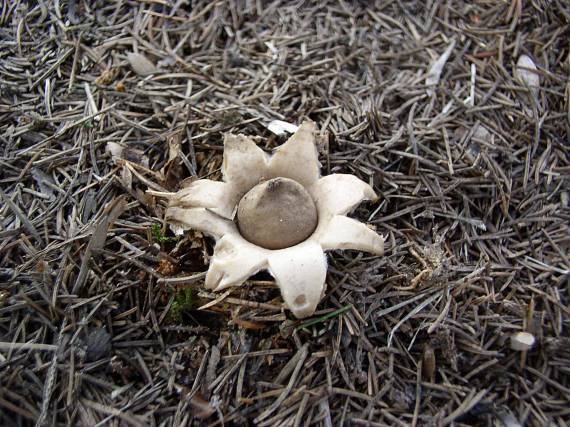 hviezdovka strapkatá Geastrum fimbriatum Fr.