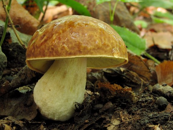 hríb jamkatý Hemileccinum depilatum (Redeuilh) Šutara