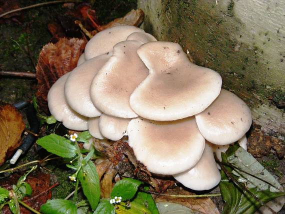 hliva Pleurotus sp.