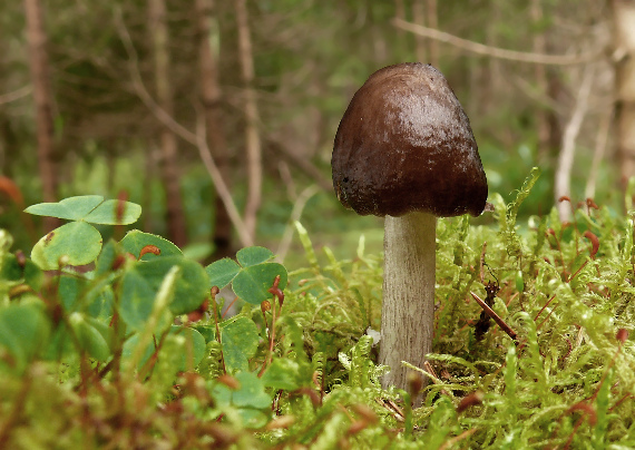 štítovka Pluteus  sp.