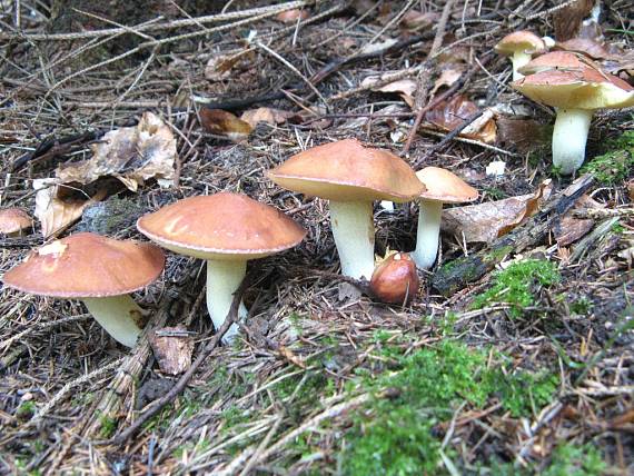 masliak zrnitý Suillus granulatus (L.) Roussel