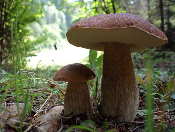 hríb smrekový Boletus edulis Bull.