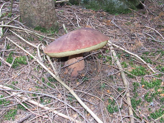 hríb sosnový Boletus pinophilus Pil. et Dermek in Pil.