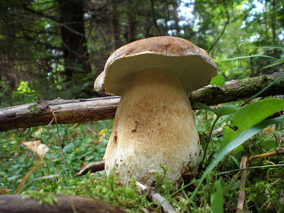 hríb dubový Boletus reticulatus Schaeff.