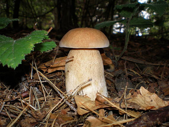 hríb dubový Boletus reticulatus Schaeff.