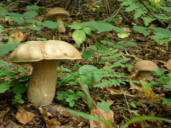 hríb dubový Boletus reticulatus Schaeff.