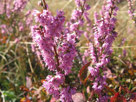 vres obyčajný Calluna vulgaris (L.) Hull