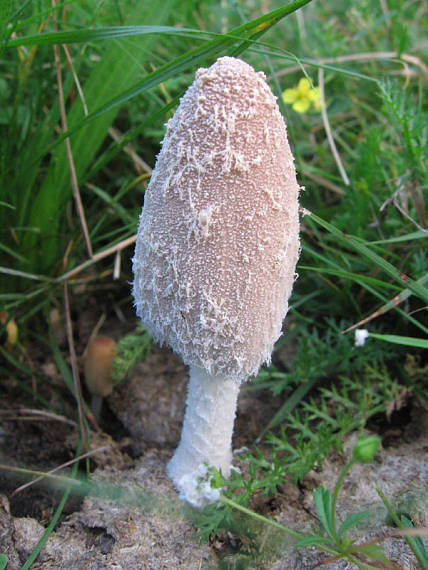 hnojník snehobiely Coprinopsis nivea (Pers.) Redhead, Vilgalys & Moncalvo