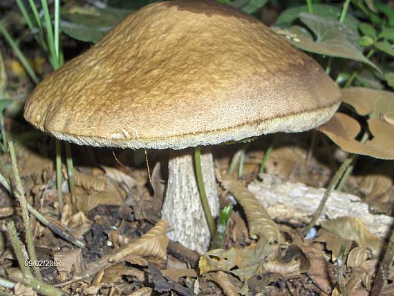 kozák hrabový Leccinum pseudoscabrum (Kallenb.) Šutara