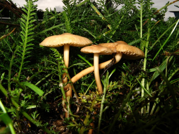 tanečnica poľná Marasmius oreades (Bolton) Fr.