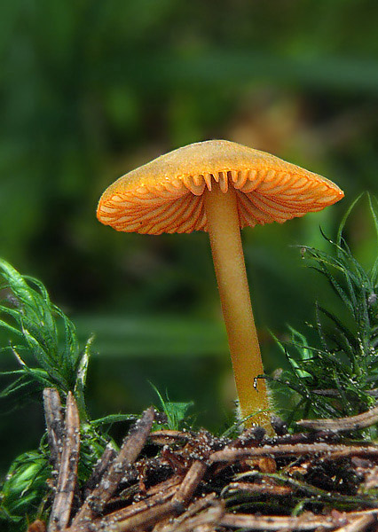 prilbička oranžovoobrúbená Mycena aurantiomarginata (Fr.) Quél.