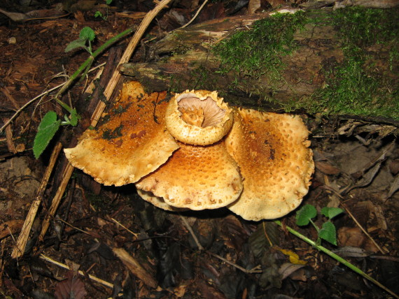 šupinovka Pholiota sp.