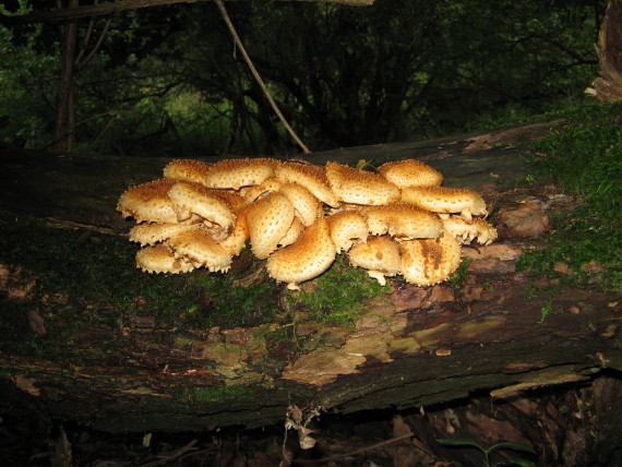 šupinovka Pholiota sp.