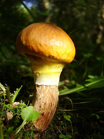 masliak smrekovcový Suillus grevillei (Klotzsch) Singer