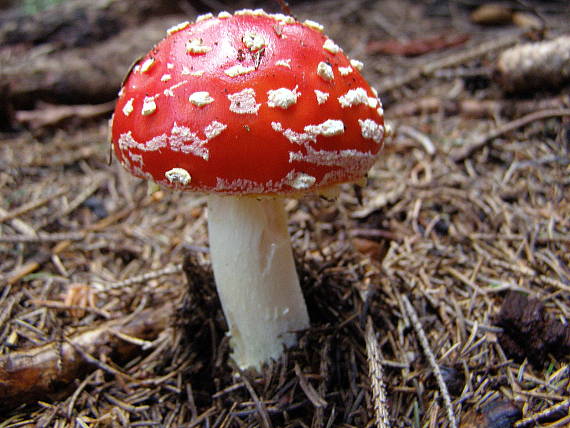 muchomůrka červená-Muchotrávka červená Amanita muscaria (L.) Lam.