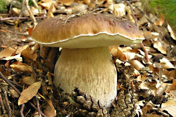 hríb smrekový - Hřib smrkový Boletus edulis Bull.