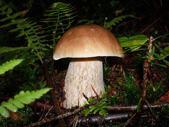 hríb smrekový Boletus edulis Bull.