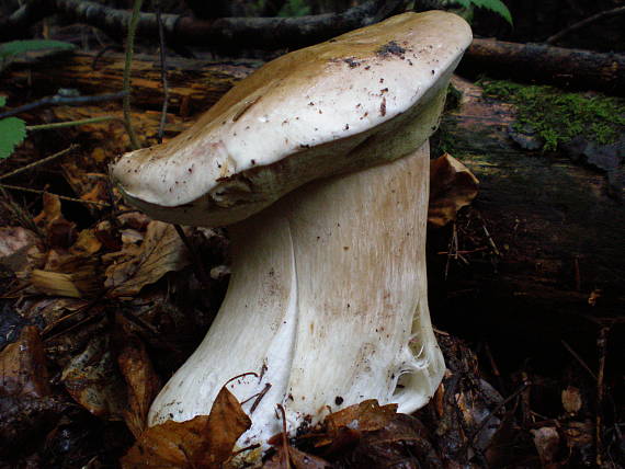 hríb smrekový Boletus edulis Bull.