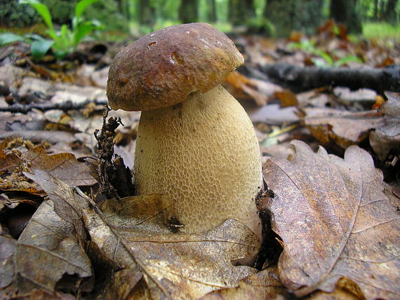 hríb dubový Boletus reticulatus Schaeff.