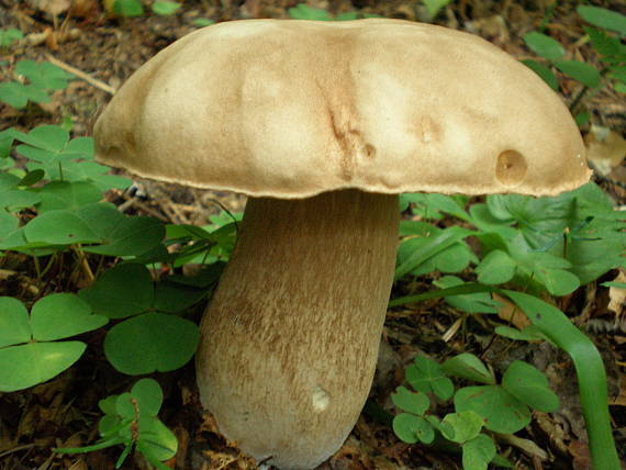 hríb dubový Boletus reticulatus Schaeff.