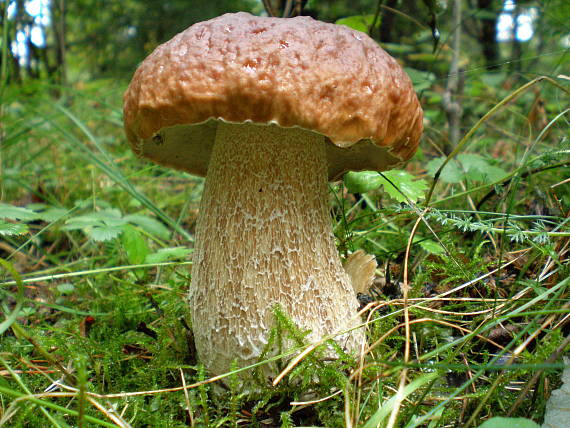 hríb Boletus sp.