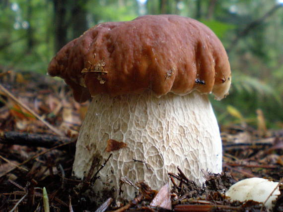 hríb Boletus sp.