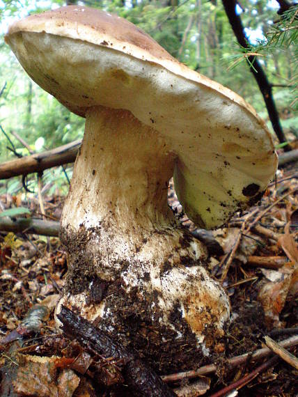 hríb Boletus sp.