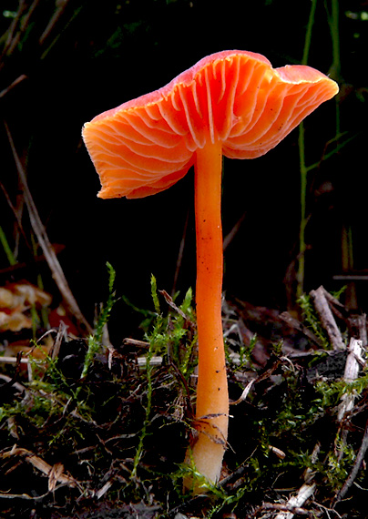 lúčnica Hygrocybe sp.