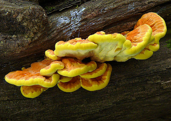 sírovec obyčajný Laetiporus sulphureus (Bull.) Murrill