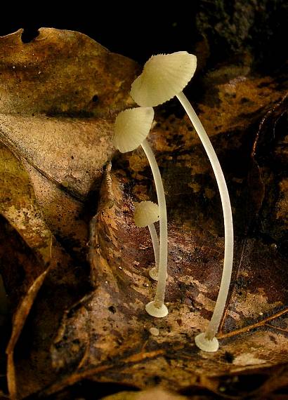 prilbička diskovitá Mycena stylobates (Pers.) P. Kumm.