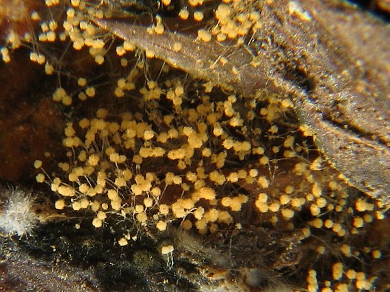 slizovka Myxomycetes