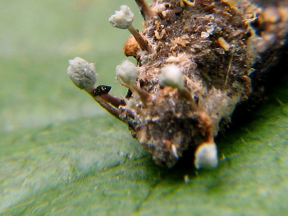 slizovka Myxomycetes