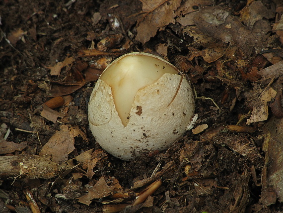 hadovka smradľavá Phallus impudicus L.