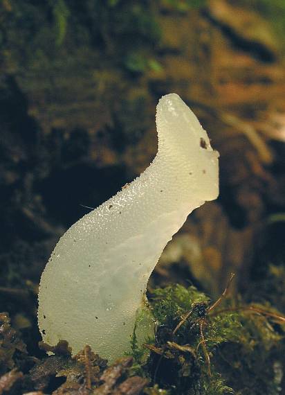 pajelenka želatínová Pseudohydnum gelatinosum (Scop.) P. Karst.