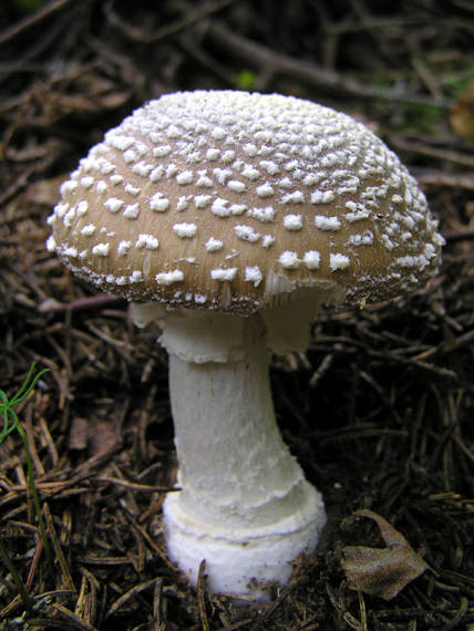 muchotrávka tigrovaná Amanita pantherina (DC.) Krombh.