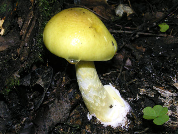 muchotrávka zelená Amanita phalloides (Vaill. ex Fr.) Link