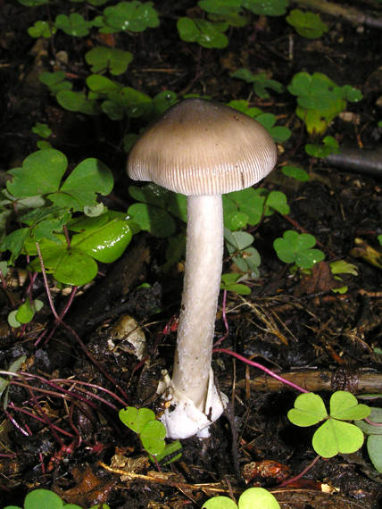 muchotrávka Amanita sp.