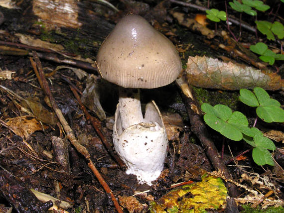 muchotrávka pošvatá Amanita vaginata (Bull.) Lam.