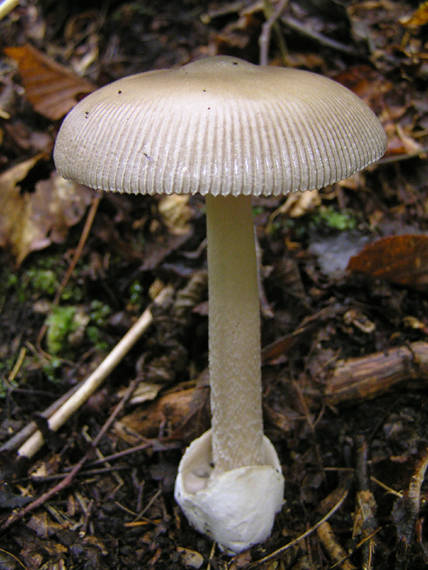 muchotrávka pošvatá Amanita vaginata (Bull.) Lam.