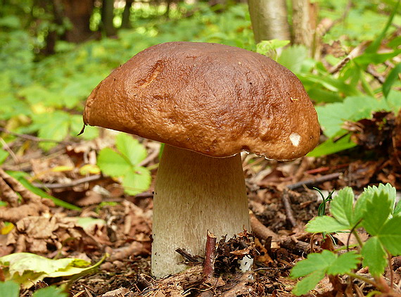 hríb smrekový Boletus edulis Bull.