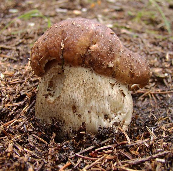 hríb smrekový Boletus edulis Bull.