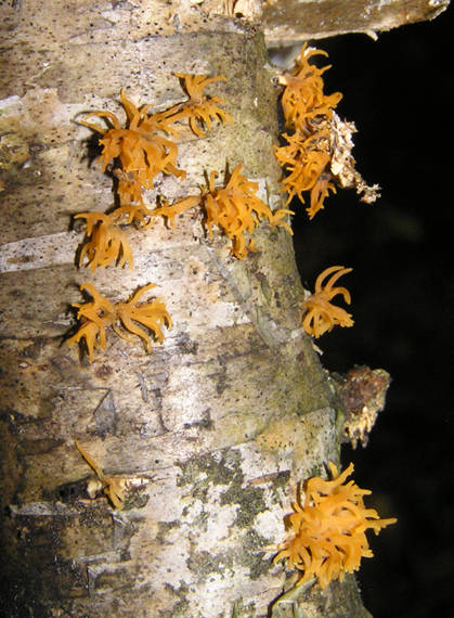 parôžkovec malý Calocera cornea (Fr.) Loud.