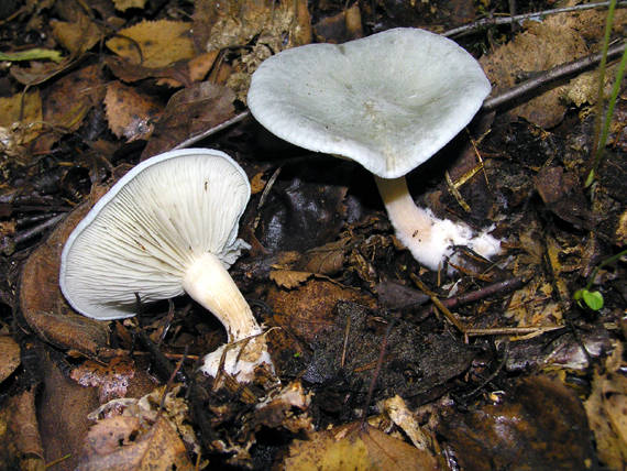 strmuľka anízová Clitocybe odora (Bull.) P. Kumm.