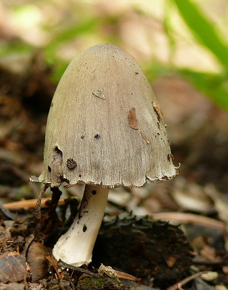 hnojník Coprinus sp.